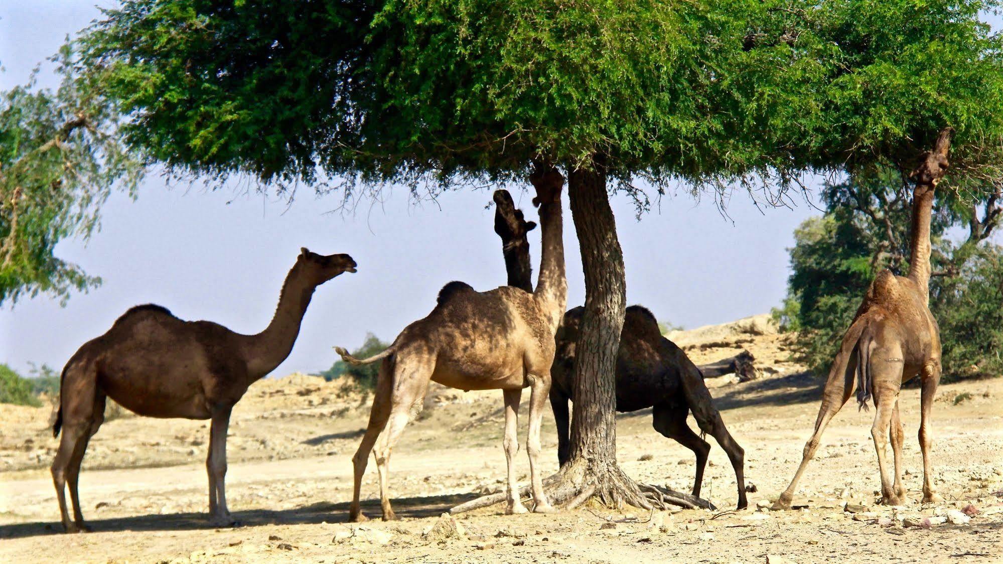 Damodra Desert Camp Jaisalmer Exteriör bild